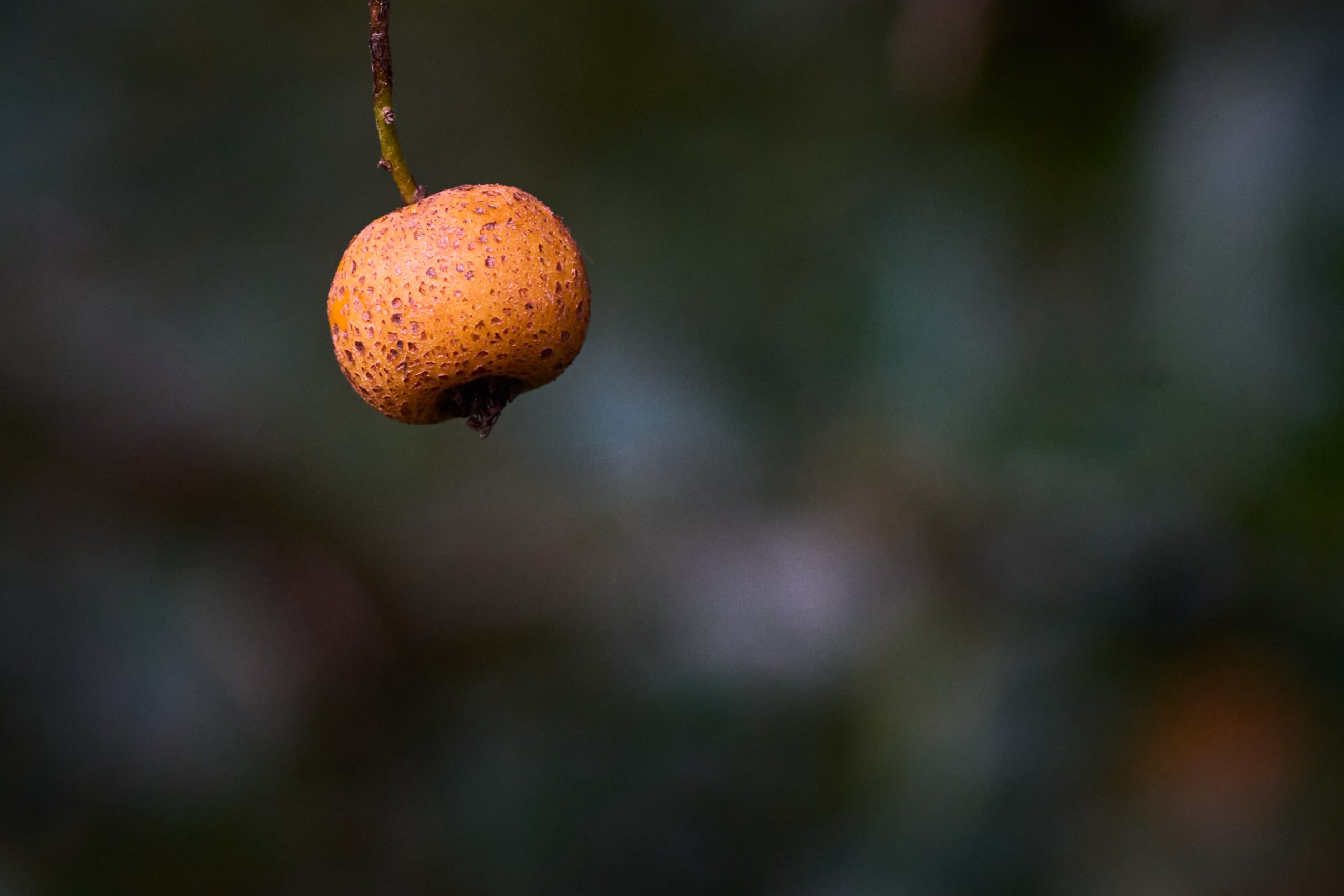 2025 11 02 Gruga 0034